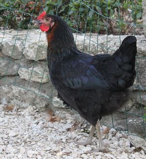 poule Harco noire
