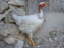 Jeune poule Cou-Nu blanche du Forez