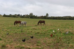 poules avec des chevaux