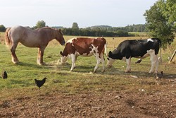 poules avec des vaches