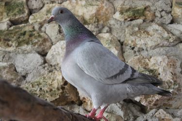 pigeon texan